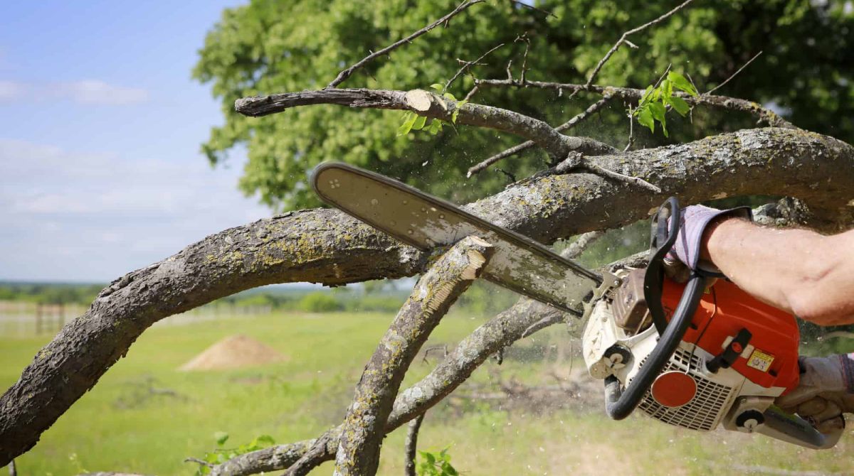 Tree_removal_services